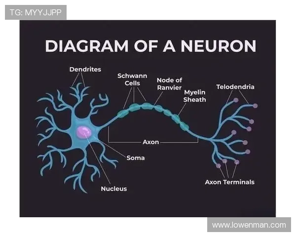 蕾切尔的婚礼揭示家庭纷争与个人成长的复杂旅程 蕾切尔的婚礼揭示家庭纷争与个人成长的复杂旅程